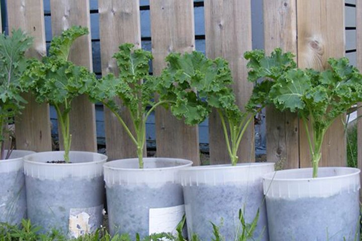 Kinh nghiệm trồng cải xoăn kale trong thùng xốp như chuyên gia