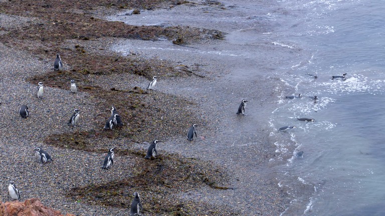 Khoảng 2.000 con chim cánh cụt chết trôi dạt vào bờ biển của Uruguay |  baotintuc.vn