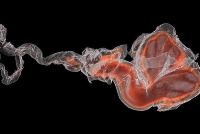 Tại sao việc khám phá về bộ phận sinh dục của cá heo có ý nghĩa quan trọng trong lĩnh vực công nghệ sinh học?
