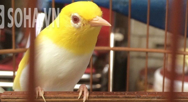 Tìm hiểu về chim vành khuyên bạch tạng - thông tin, hình ảnh và tính năng