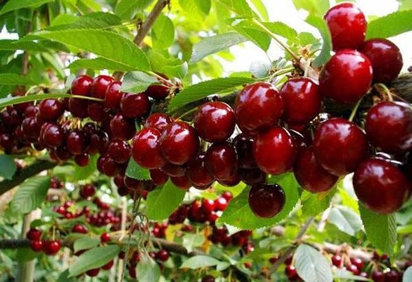 Học Cách Trồng Cherry Trong Chậu, Mỗi Ngày Thu 300 Quả | Báo Giáo Dục Và  Thời Đại Online