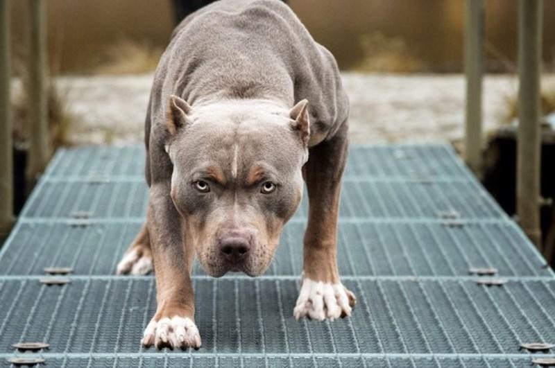 Chó Pitbull Cắn Chủ Tử Vong | Báo Giáo Dục Và Thời Đại Online