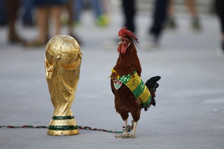 Những hình ảnh hài hước chỉ có ở World Cup | Báo Giáo dục và Thời ...