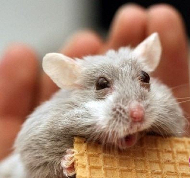 Năm Canh Tý, người trẻ tìm mua chuột hamster để giảm stress và cầu chúc may  mắn