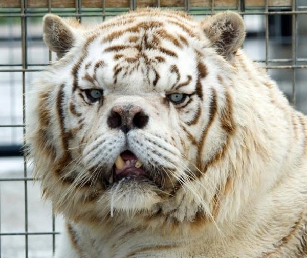 Những triệu chứng cụ thể của bệnh down ở hổ là gì?
