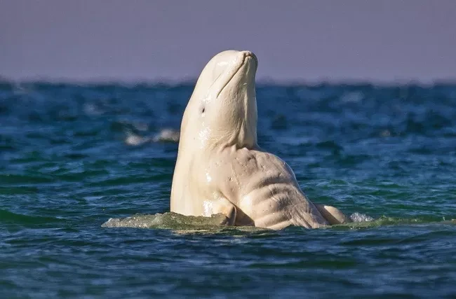 Chú cá voi 6 múi: Chiêm ngưỡng vẻ đẹp kỳ diệu của loài cá voi quý hiếm này thông qua những bức ảnh đẹp nhất. Với sáu múi đặc trưng, cá voi sẽ khiến bạn trầm trồ vì sự độc đáo và quý giá của chúng.