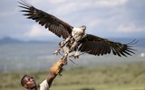 Chùm ảnh nỗ lực cứu chim săn mồi khỏi nguy cơ tuyệt chủng 