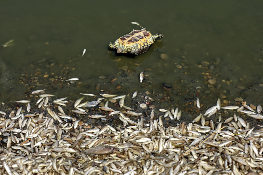 Chùm ảnh cá chết trắng bờ sông giữa thời tiết nắng nóng 