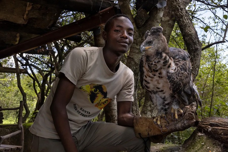Chùm ảnh nỗ lực cứu chim săn mồi khỏi nguy cơ tuyệt chủng 
