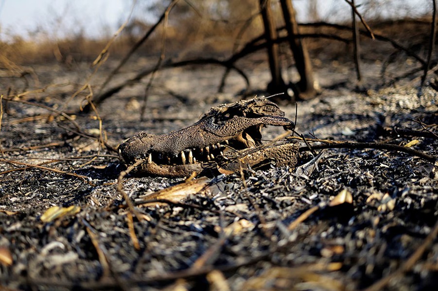 Toàn cảnh cháy rừng thiêu rụi vùng đất ngập nước lớn nhất thế giới