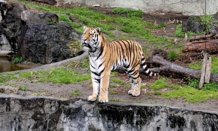 Đến nay, Ban quản lý  Vườn Quốc gia Phong Nha - Kẻ Bàng đã chuẩn bị bản kế hoạch cụ thể nhằm bảo đảm việc tiếp nhận, vận chuyển và cứu hộ kịp thời, lâu dài 7 cá thể hổ nói trên (Ảnh: Minh Hoạ).