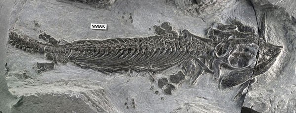 "Quái vật biển" Cartorhynchus lenticarpus mới được tìm thấy tại Trung Quốc.