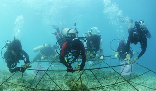 Phương pháp bảo vệ bằng kết cấu thép có thể bảo vệ san hô và các sinh vật biển khác