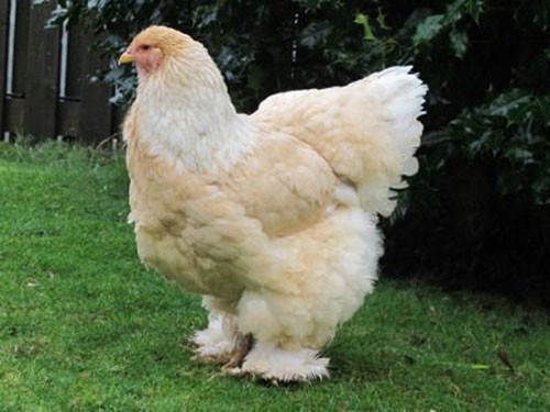Giống gà khổng lồ nặng 20kg, giá 30 triệu đồng/cặp có gì đặc biệt?