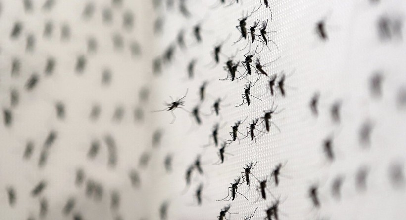 Cả 2 loại virus Zika và Dengue đều do muỗi Genus Aedes lây truyền