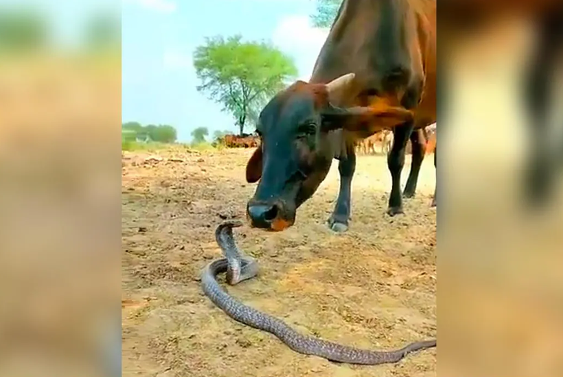 Bò và rắn chơi với nhau.