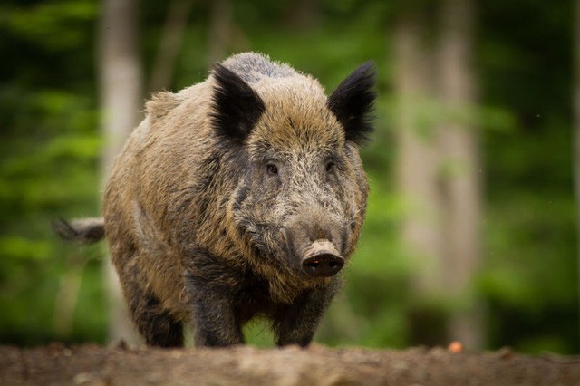 Lợn rừng đang thống trị Fukushima sau thảm họa hạt nhân 