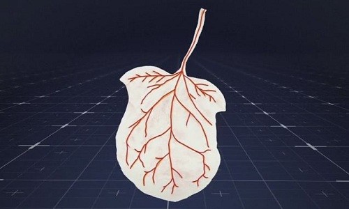 Kỹ thuật nuôi cấy mô tim từ rau cải bó xôi
