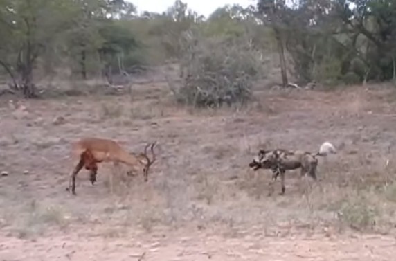 Linh dương impala đại chiến chó hoang
