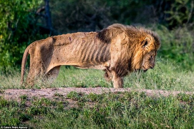 Hình ảnh thê thảm của sư tử đực khi mất “ngôi vương”