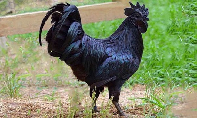 Giống gà màu đen đắt giá nhất thế giới