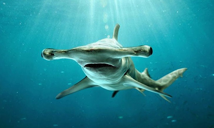 Vũ khí săn mồi độc đáo của cá mập đầu búa 
