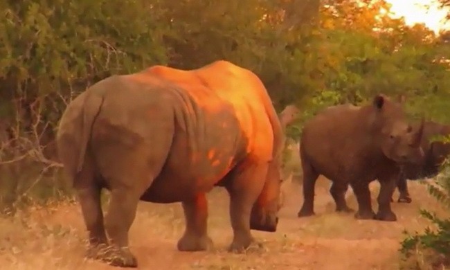Tê giác đực cố tiếp cận dù bị con cái xua đuổi 
