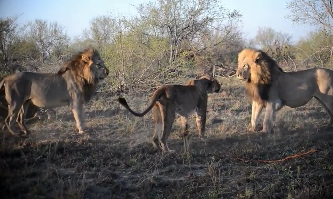 Đôi sư tử đực đánh đuổi con cái để đoạt mồi 