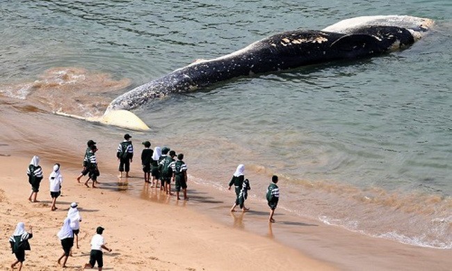 Cá mập trắng xé xác cá voi 40 tấn dạt vào bờ biển 