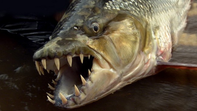 Cá hổ khổng lồ - hung thần ăn thịt trên sông Congo 