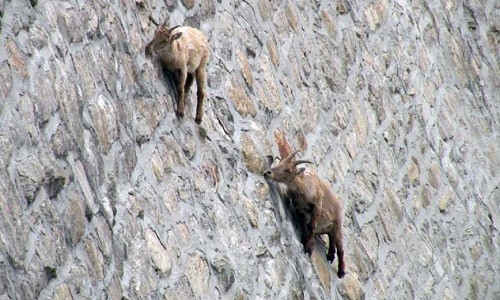 Đàn dê núi đứng trên vách đập dốc đứng để liếm muối 