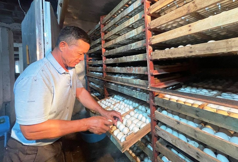 Mỗi năm gia đình ông Đồng Quang Cường thu về trên 500 triệu đồng tiền lãi từ mô hình nuôi vịt khép kín.