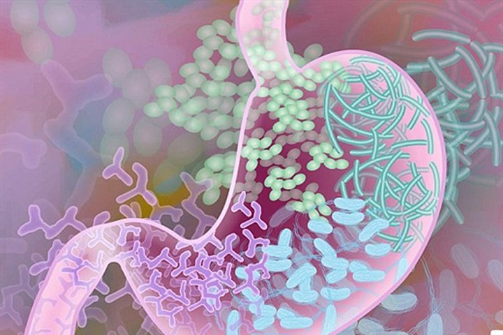 Vi khuẩn đường ruột có ảnh hưởng lớn tới đồng hồ sinh học của cơ thể