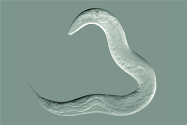 Vi khuẩn P. aeruginosa có thể khiến giun C. elegans bị bệnh nặng.