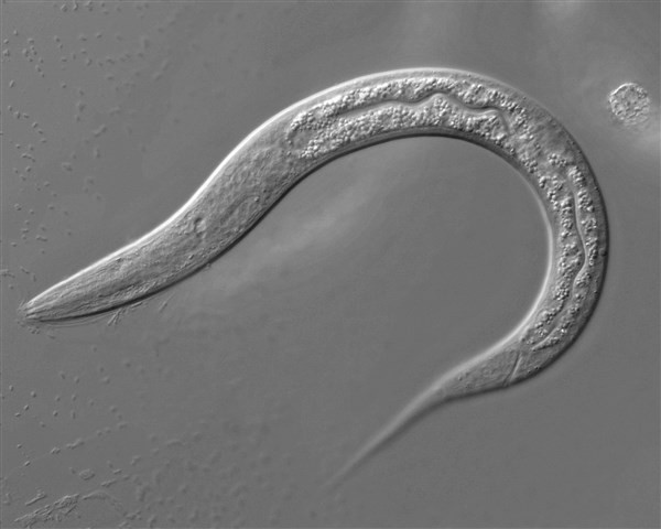 Giun C. elegans có thể cảm nhận sóng âm thanh.