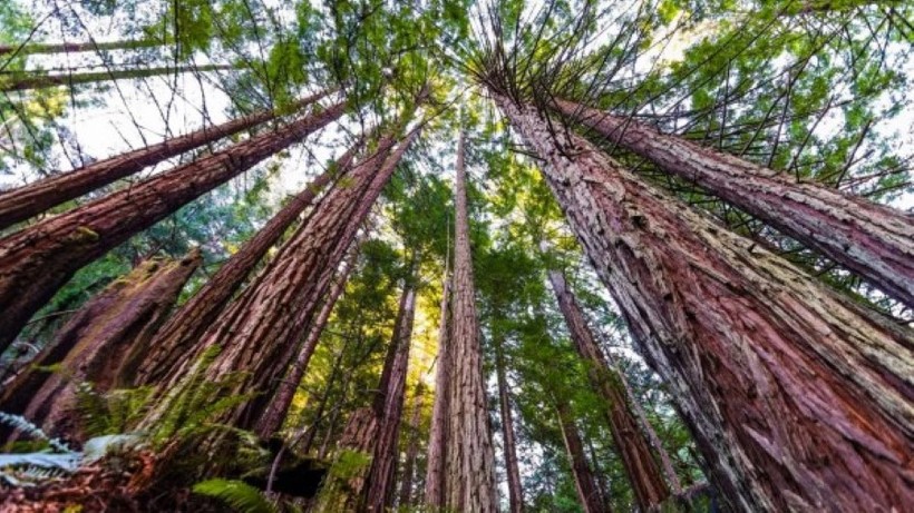 Những cây cao nhất trên Trái đất sống ở California.