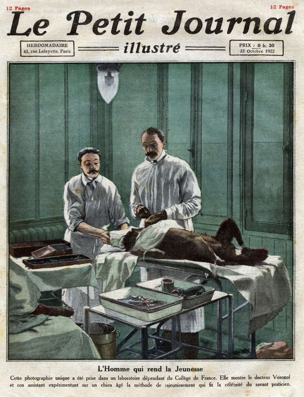 Serge Voronoff và phụ tá đang phẫu thuật cấy ghép cho một con chó tại phòng thí nghiệm (minh họa trên báo Le Petit Journal ngày 22/10/1922).