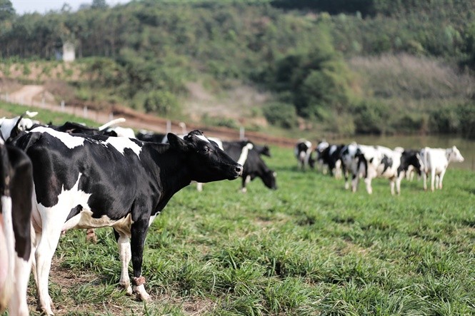 Nhờ sàng lọc gene mà có thể phân loại bò sữa theo mục đích chăn nuôi, gia tăng chất lượng sữa.
