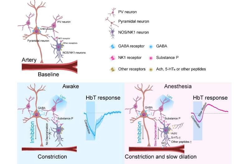 Các tế bào thần kinh PV giải phóng một peptit gọi là 'chất P'.