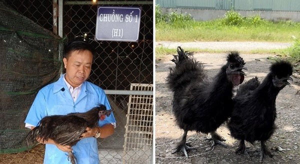 Đại diện Phân viện Chăn nuôi Nam Bộ giới thiệu giống gà Hắc Phong.