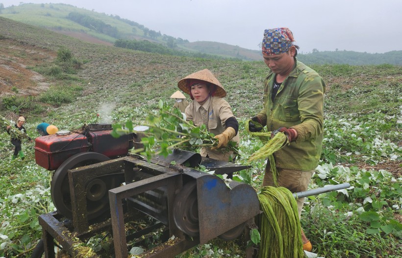 Nông dân thu hoạch gai xanh tại huyện Cẩm Thủy, Thanh Hóa.