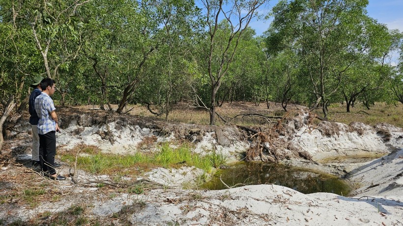 Một khu vực bị các đối tượng khoét để lấy đất tạo thành hố sâu, khiến nhiều cây tràm lâu năm bị bật gốc.