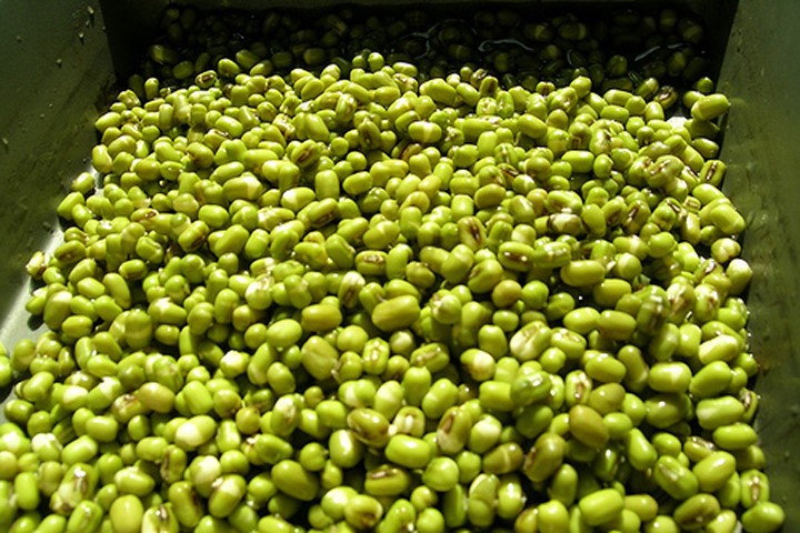 Tại sao các chuyên gia khuyên không vứt vỏ đậu xanh khi ăn?