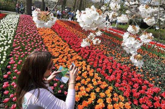 Thăm vườn hoa tulip lớn nhất thế giới