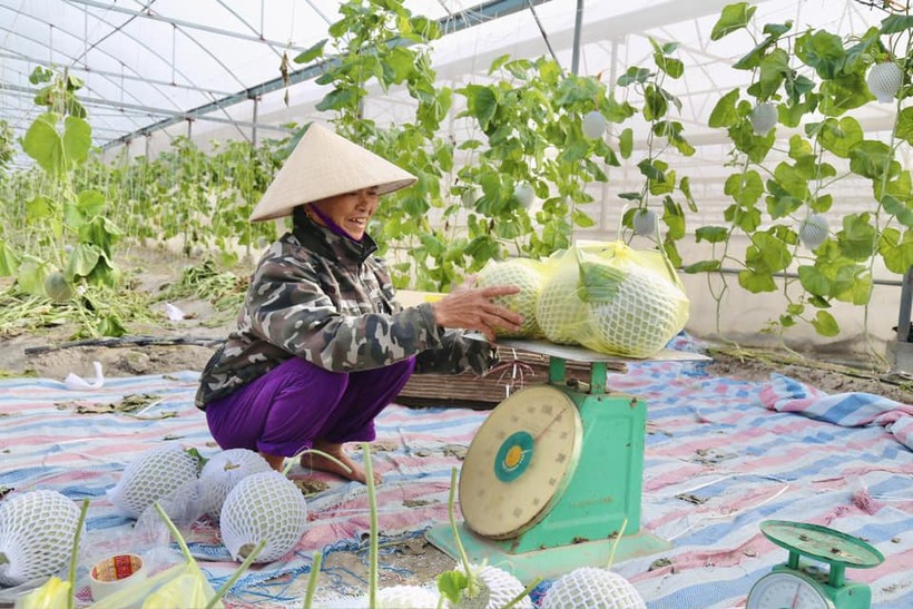 Trồng dưa lưới trong nhà màng đang được nhiều mô hình kinh tế ở huyện Thạch Hà (Hà Tĩnh) áp dụng. (Ảnh: Thúy Quỳnh)