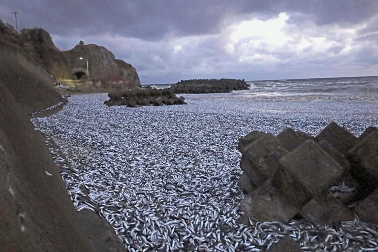 Hàng loạt cá chết được nhìn thấy dạt vào bờ biển phía bắc Nhật Bản, ngày 8/12/2023