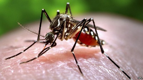 Cà Mau: Hơn 1000 ca bệnh sốt xuất huyết trong 6 tháng đầu năm