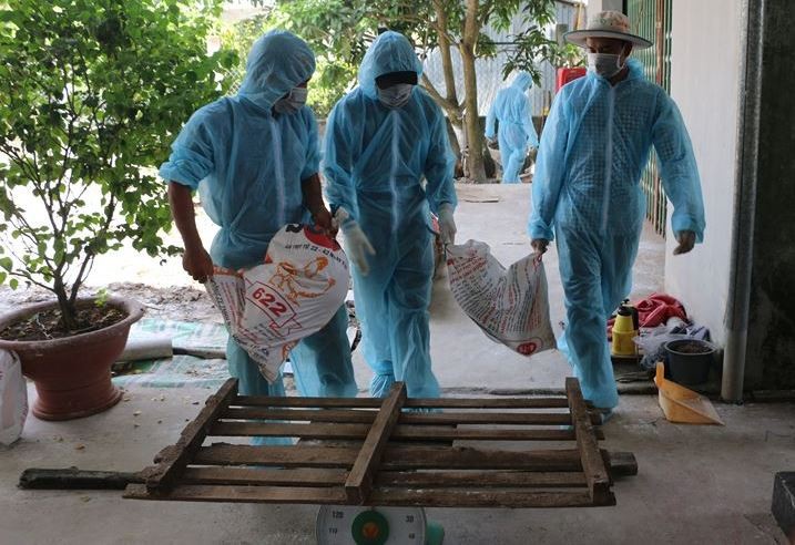 Lực lượng chức năng tiêu hủy lợn nhiễm dịch tả lợn châu Phi tại huyện Vĩnh Lợi
