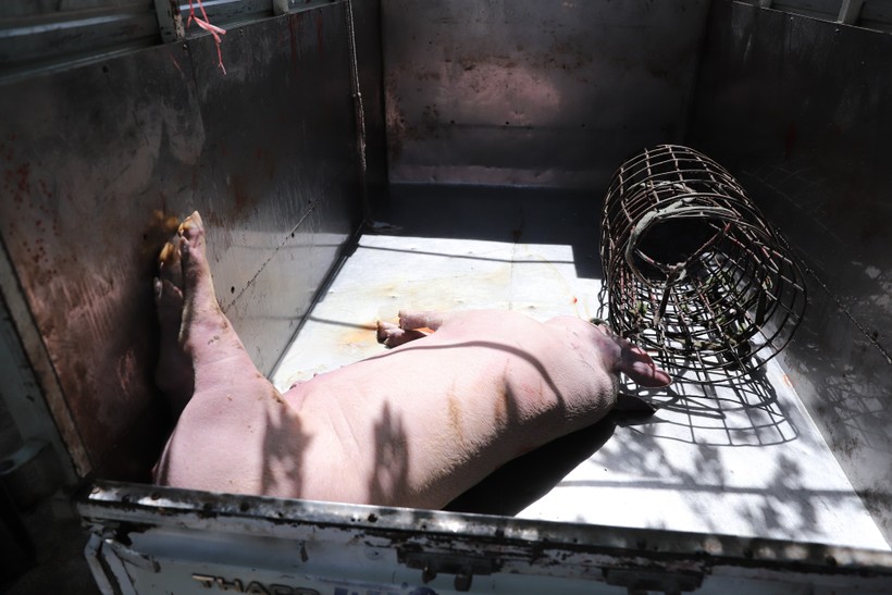Xác lợn chết được chở từ vùng dịch ra ngoài sau đó đã được cơ quan chức năng tiêu hủy.