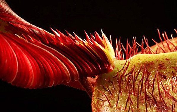 Chế tạo cây ăn thịt người có hình dạng giống người ngoài hành tinh